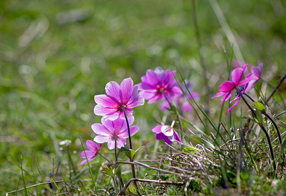 selective focus photographed of purple petaled flower, anemone HD wallpaper