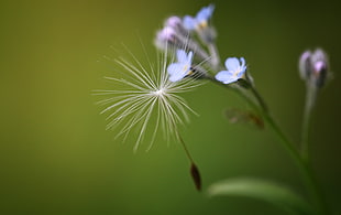 Dandelion selective focus photography