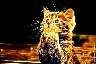 yellow and black lighted cat photo