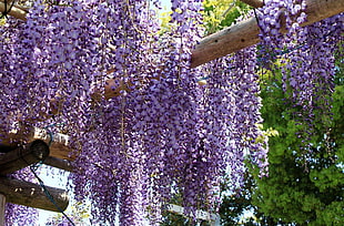 purple hanging flowers HD wallpaper
