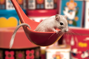 selective focus photograph of gray gerbil on red laddle