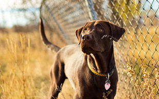 short-coated brown dog standing near cyclone fence at daytime