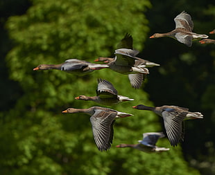 photography of Mallard Ducks flying HD wallpaper