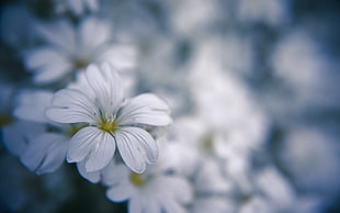 white 5-petaled flower, nature, flowers, depth of field, white HD wallpaper
