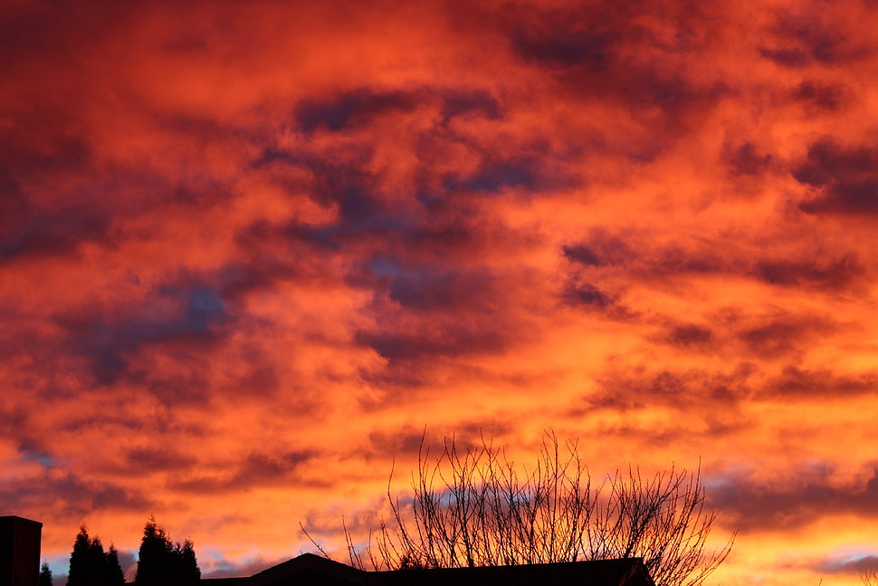 bare trees, Sky, Sunset, Clouds HD wallpaper