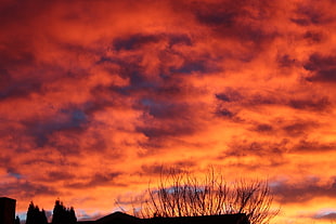 bare trees, Sky, Sunset, Clouds