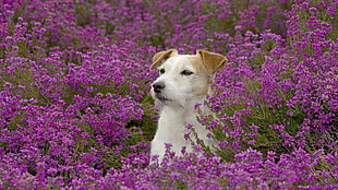 short-coated fawn puppy sits on purple flower field during daytime