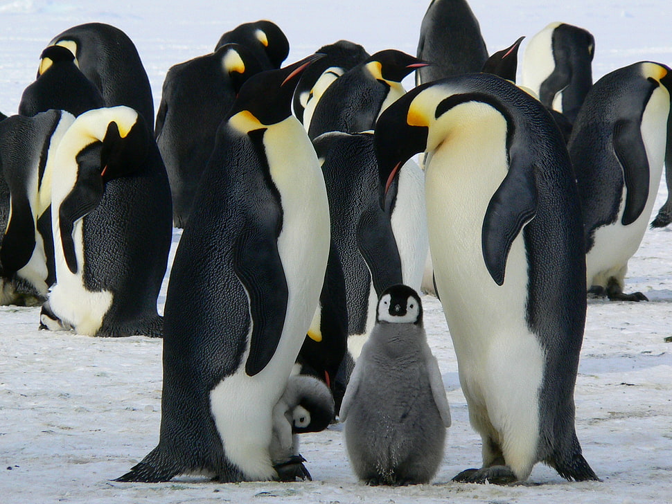 group of Emperor penguins HD wallpaper