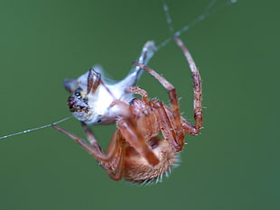 brown spider hang on web HD wallpaper