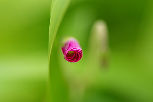 pink flower bud close-up photo