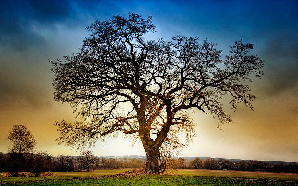 brown tree, nature, sunset, trees, HDR HD wallpaper