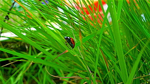 red ladybug perched on green plant