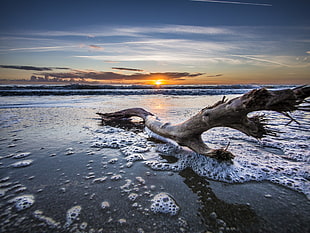 grey three branch on seashore at sunset, grosseto