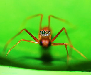 macro photography of brown spider, red ant