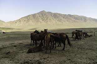 wild photography of herd of brown horse
