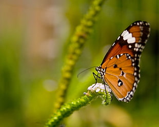 Queen Butterfly perching on white flower in close-up photography