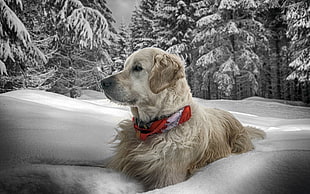 photography of adult light golden retriever with pine tree covered by snow background