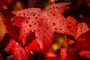 photography of a red maple leaf, santa cruz