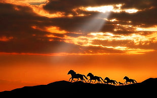silhouette of horses, nature, animals, sun rays, horse