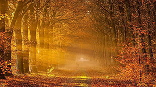 time lapse photography of winding road