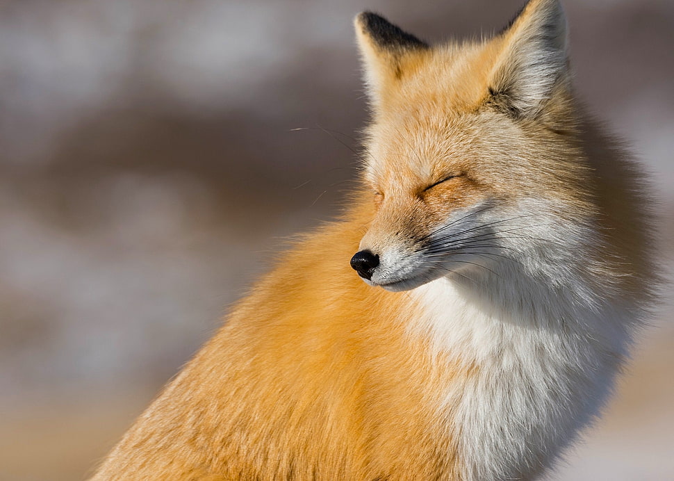 white and yellow fox HD wallpaper