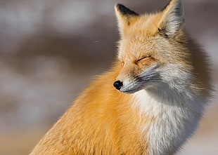 white and yellow fox