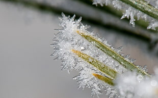 close-up photography of green plant with snowflakes