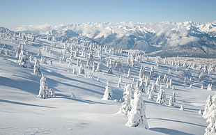 trees on mountain covered with snow, winter, snow, trees, landscape