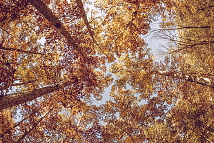 brown leaf trees, Trees, View from below, Autumn