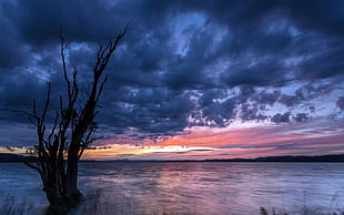 silhouette photography of tree near body of water during golden hour HD wallpaper