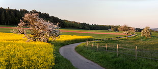landscaped photography of yellow flower fields with winding road, neuhausen