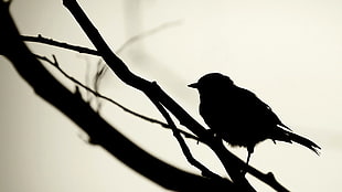 black bird, birds, minimalism, silhouette, branch HD wallpaper