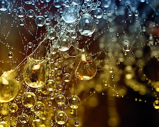 close up photography of water drops HD wallpaper