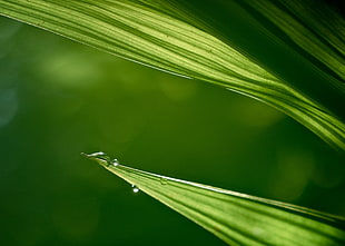 close up photo of a leaf with water drop, crocosmia