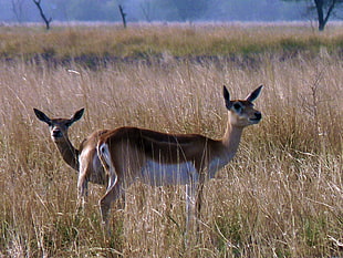 two brown deers at green grass field during daytime, blackbuck, tal chhapar HD wallpaper