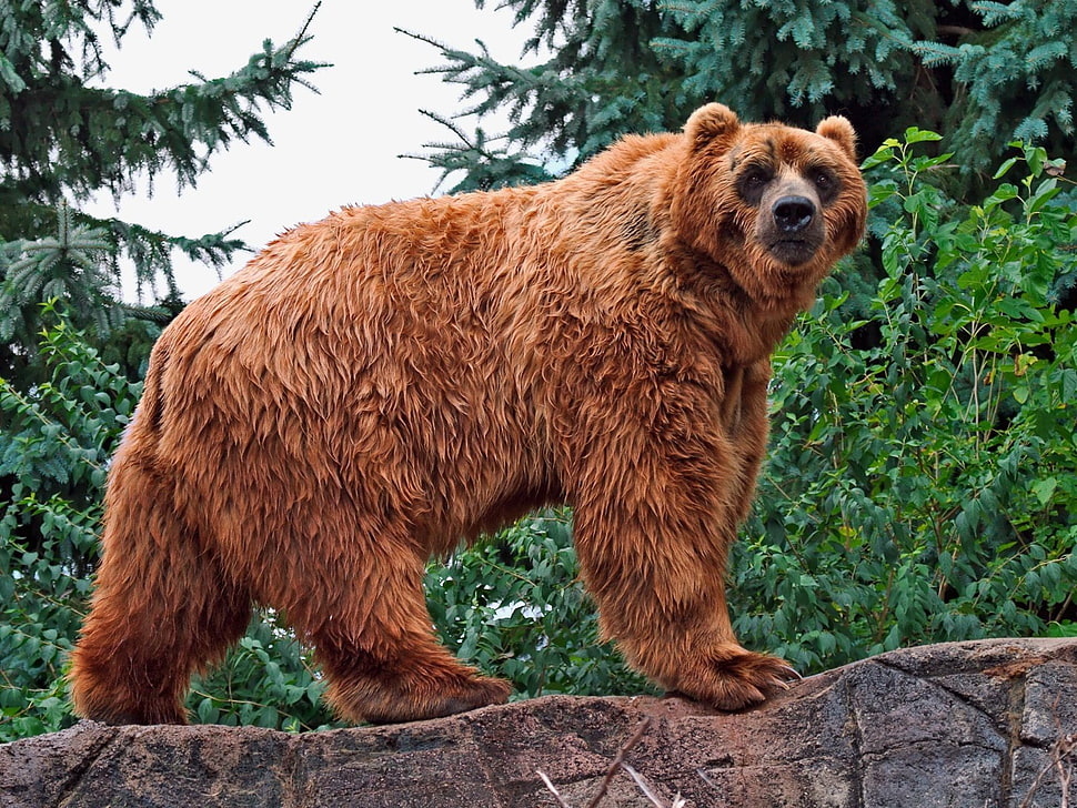 brown bear HD wallpaper