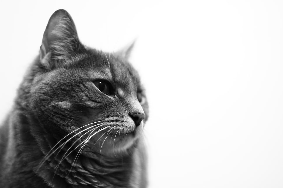 black-and-white, animal, pet, cat HD wallpaper