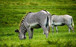 two white-and-black zebras