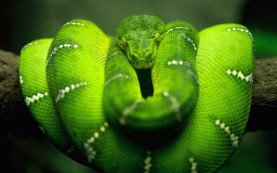 shallow focus photography of green snake HD wallpaper