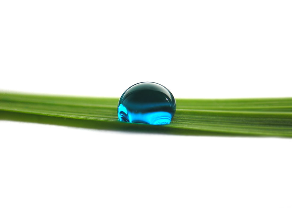 selective focus photography of blue dew HD wallpaper