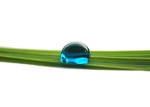 selective focus photography of blue dew
