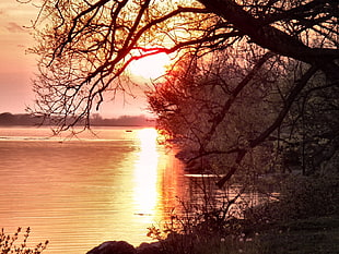 bare tree near body of water during golden hour
