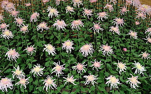 white chrysanthemum flowers in bloom at daytime HD wallpaper