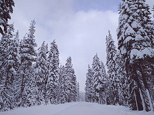 pine trees, Trees, Snow, Winter