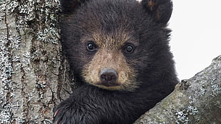 brown bear, animals, bears, baby animals HD wallpaper