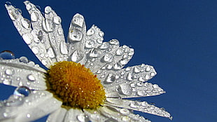 white daisy in closeup photography