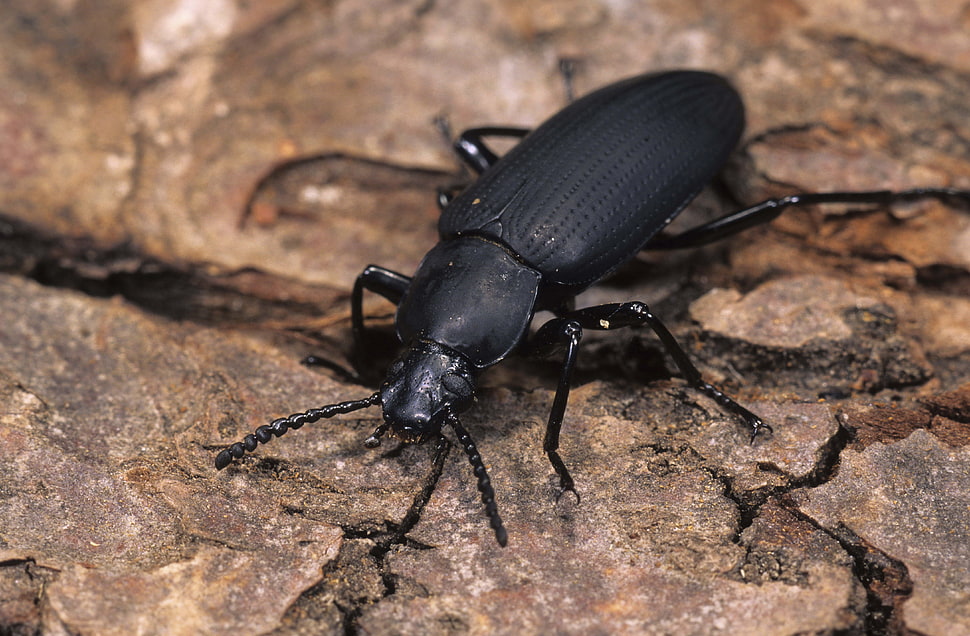 black blister beetle HD wallpaper