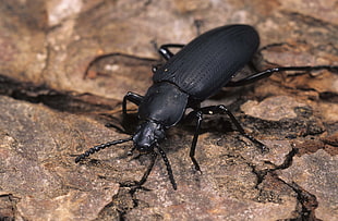 black blister beetle