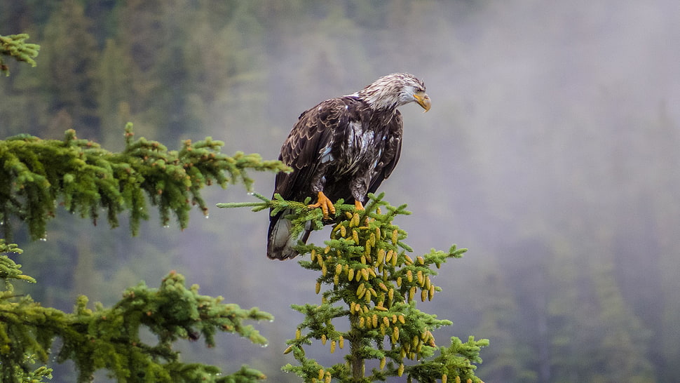 bald eagle, animals, birds, trees, eagle HD wallpaper