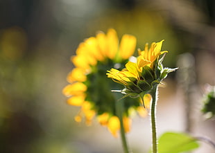 selective focus photography of yellow Sunflower, sunflowers HD wallpaper